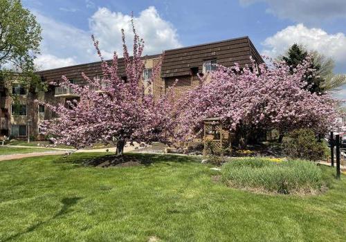 A tree blooming